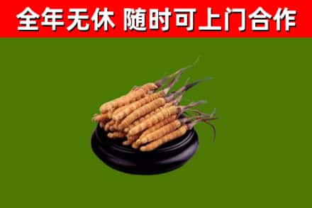 六安回收散虫草